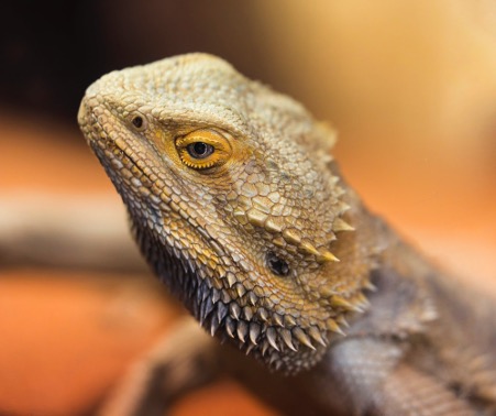 Bearded Dragon