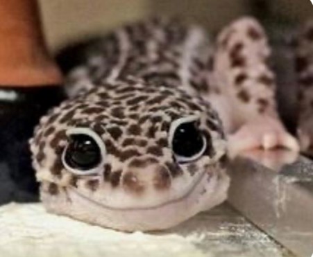 Leopard Gecko