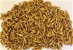 Mealworms Regular 2 x 1kg Sacks 23-30mm