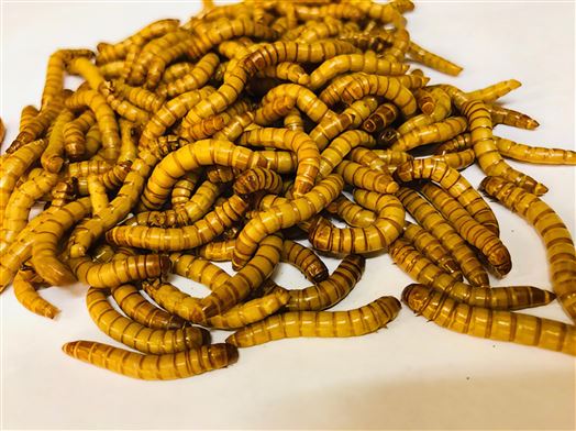 Buy Mealworms Live or Dried with Overnight Delivery