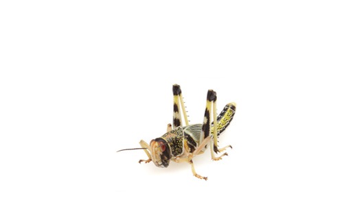 Locusts Hatchling