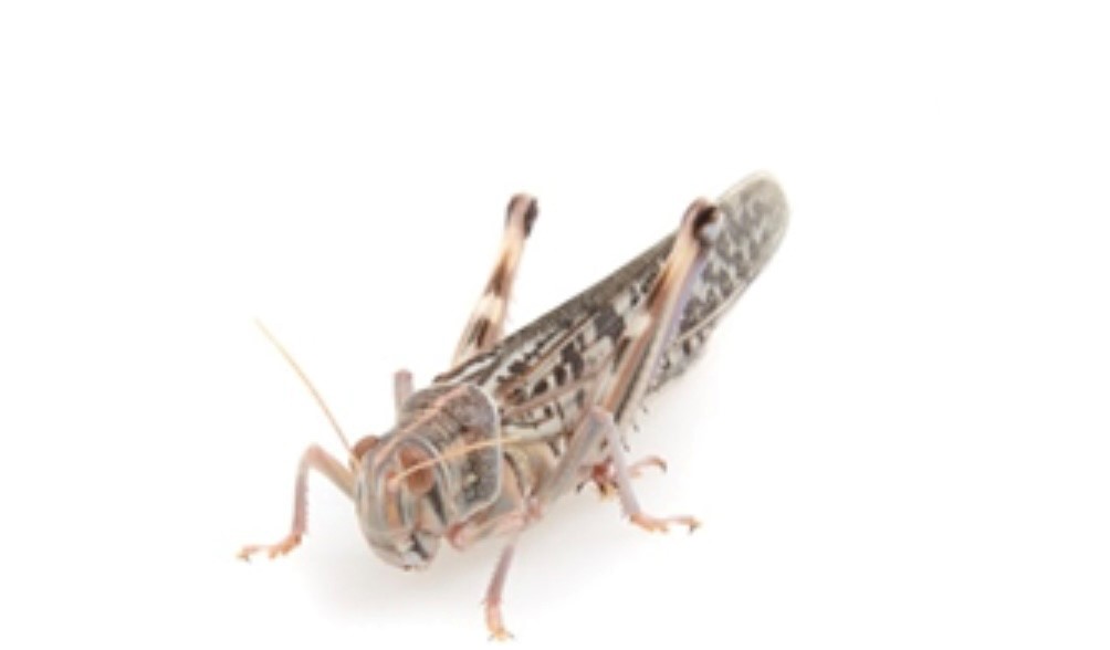 Locusts Adult